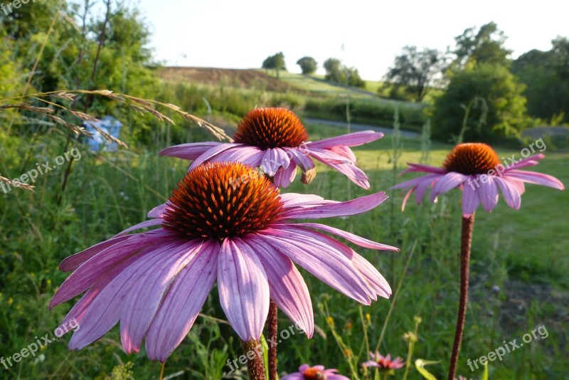 Echinacea Flowers Montana Free Photos