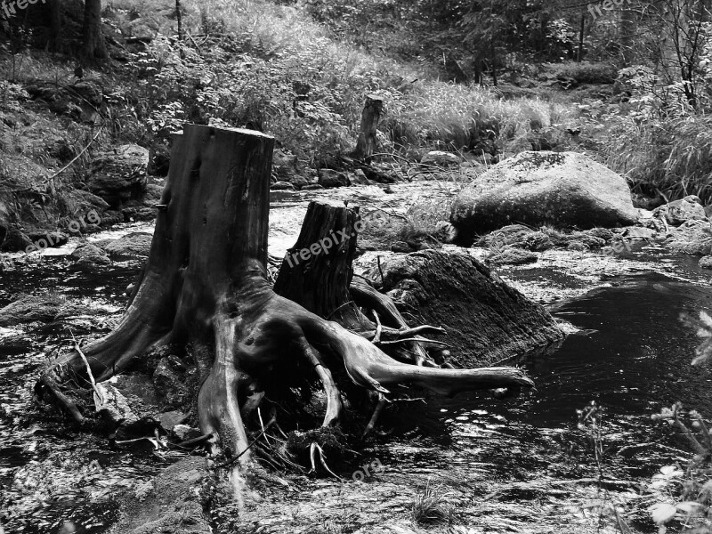 Stump Landscape River South Bohemia Free Photos