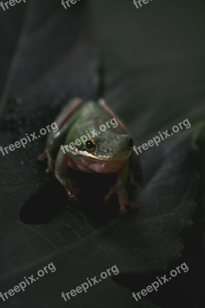 Frog Animal Pet Toad Water