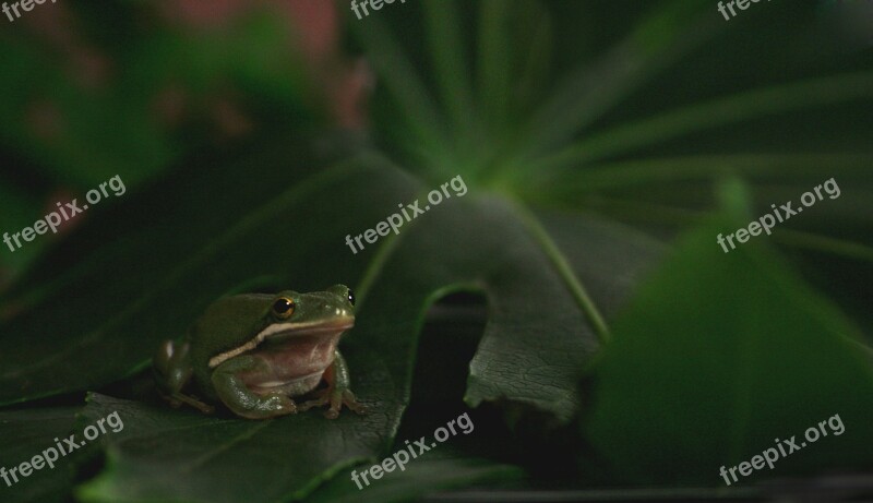 Frog Animal Pet Toad Water