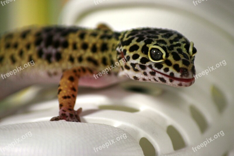 Gecko Lizard Leoperdgecko Nature Creature