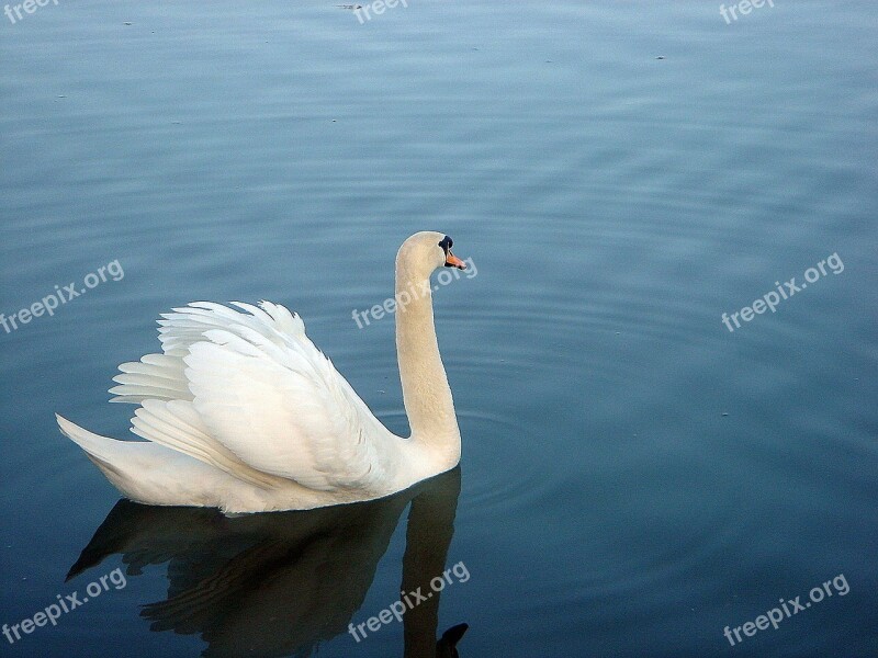 Swan Pond Surface Blue White