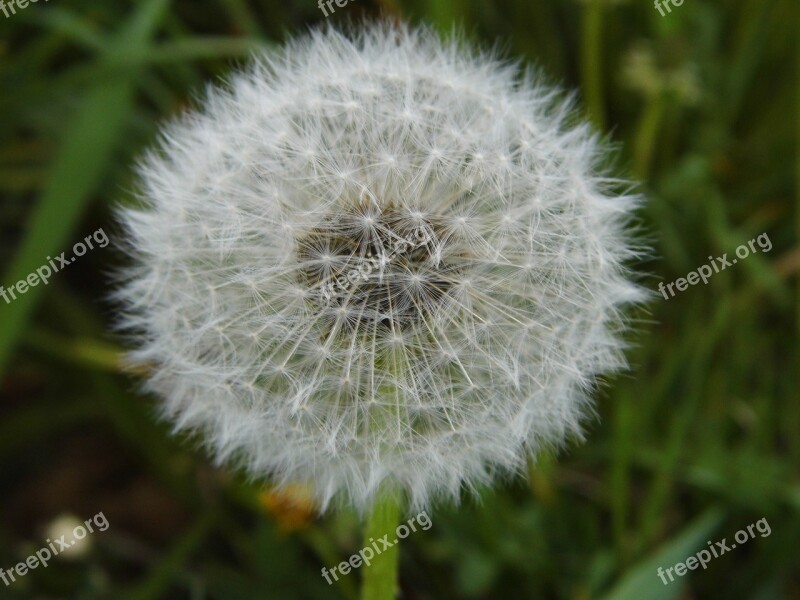 Dandelion Nature Spring Close Up Pointed Flower