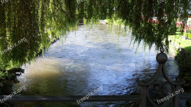 Tree Water Mirroring Natural Water Sparkle