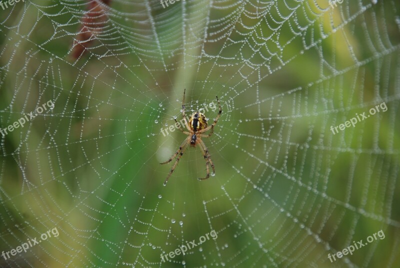 Spider Spider Web Dew Free Photos