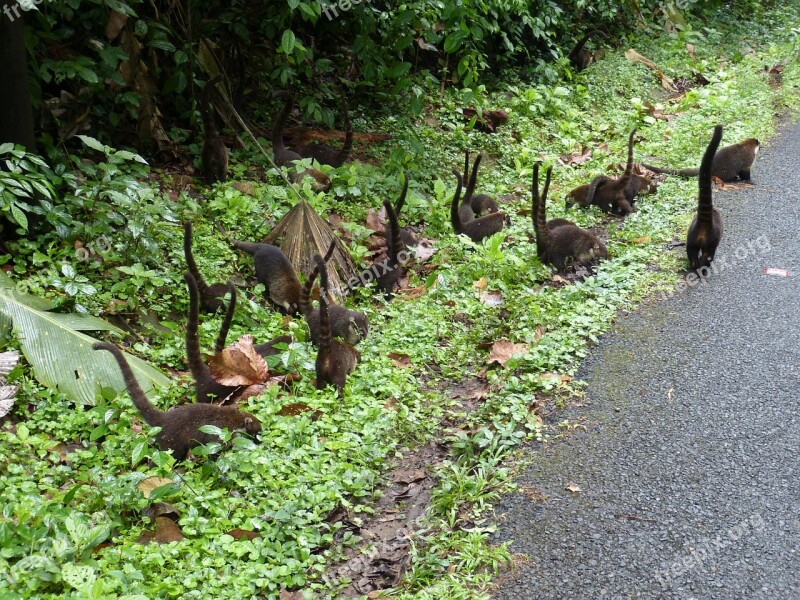 Coatis Flock Costa Rica Central America Tropical