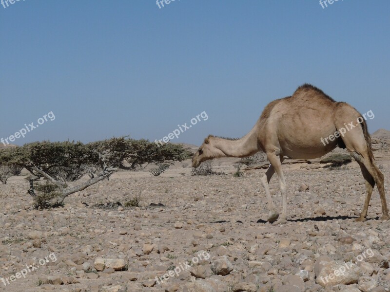 Camel Oman Arabia Asia Desert