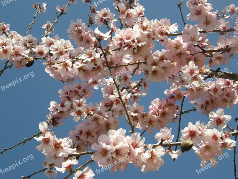 Almond Blossom Flowers Pink Free Photos