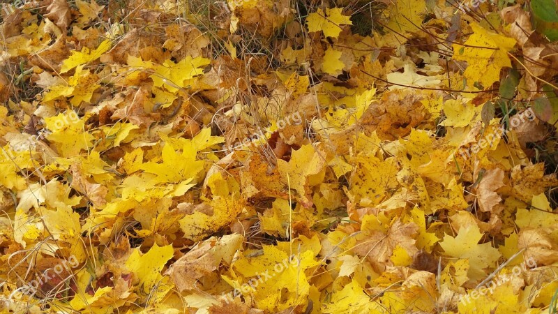 Maple Leaves Autumn Leaves Forest Floor Color