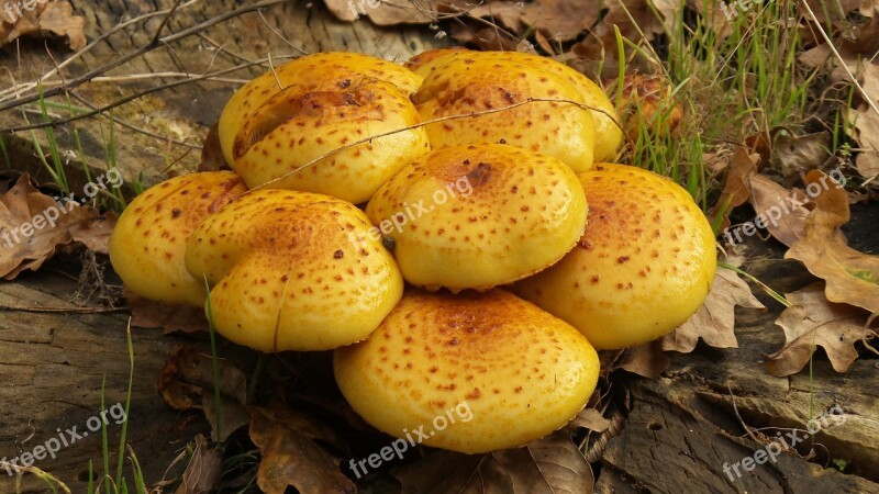 Mushrooms Log Yellow Tree Fungus Nature