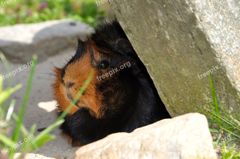 Guinea Pig Animal Rodent Nager Meadow