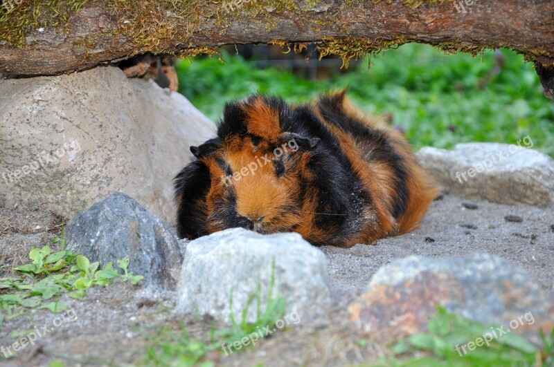 Guinea Pig Animal Rodent Nager Meadow