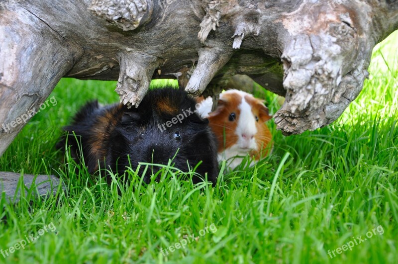 Guinea Pig Grass Nature Cute Pet