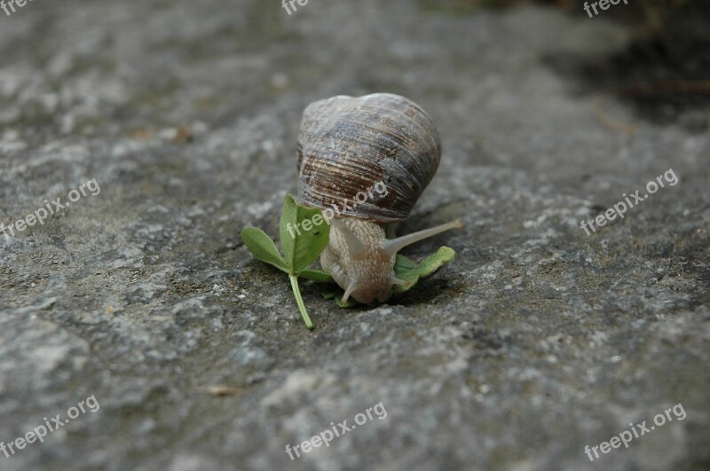 Snail Animal Rock Speed House