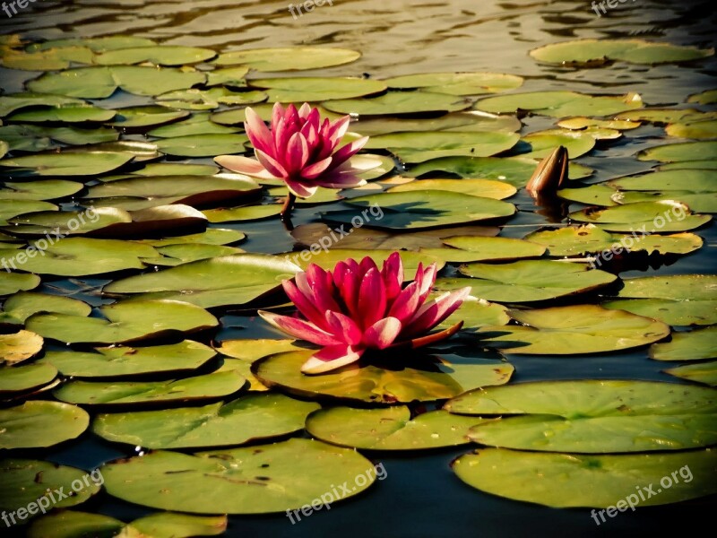 Water Water Lily Flower Nature Aquatic Plant