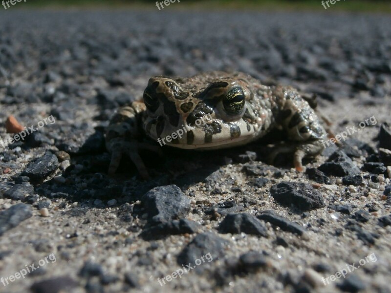 Frog Nearby Macro Animal Free Photos