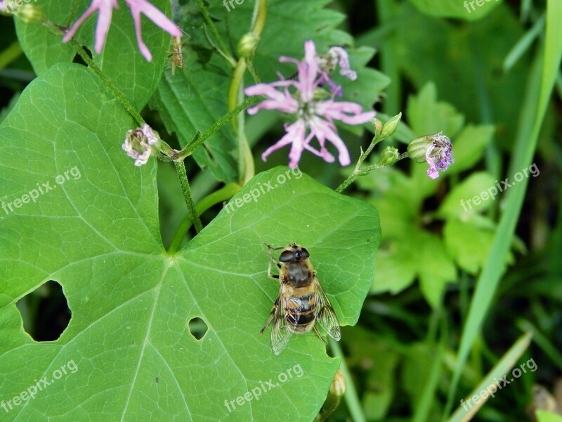 Mucha Insect Bow Tie Free Photos