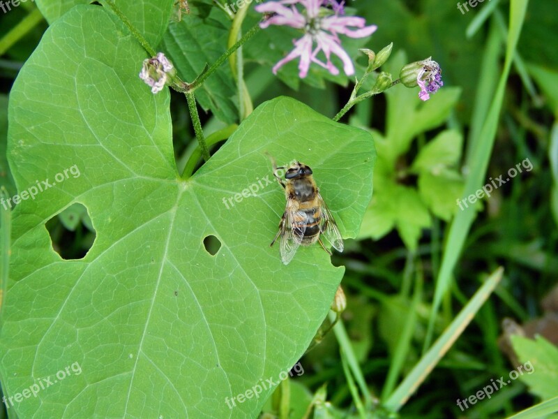 Mucha Insect Bow Tie Free Photos