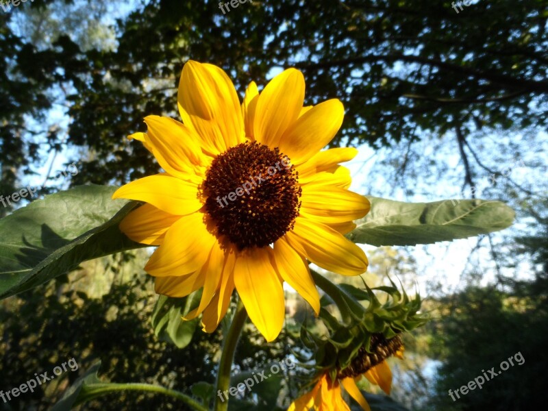 Sunflower Yellow Late Summer Flower Free Photos