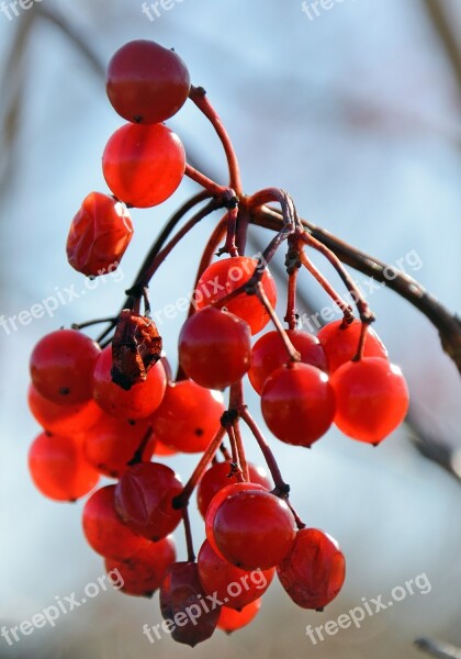 Berries Red Bush Fruits Fruit Jewelry