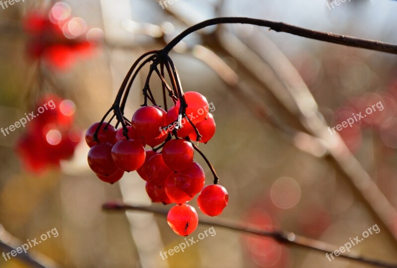 Berries Red Bush Fruits Fruit Jewelry