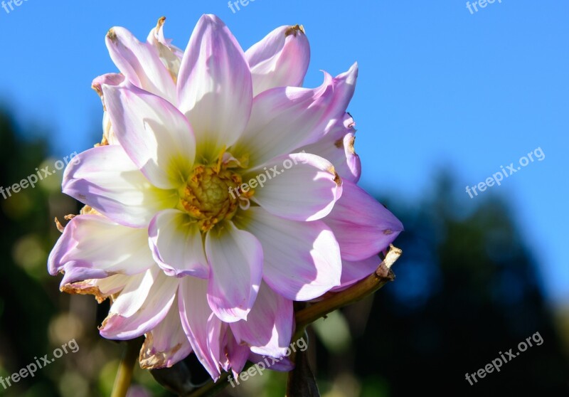 Dahlias Dahlia Geothermal Plant Composites