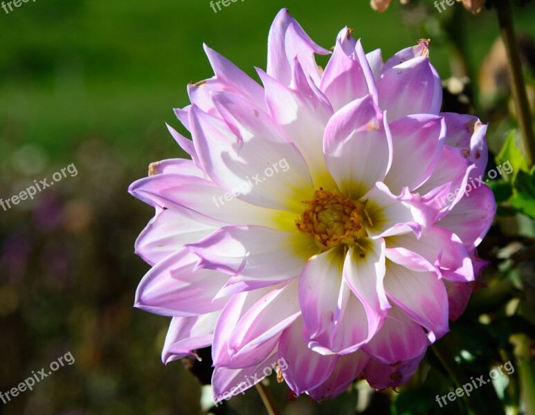 Dahlias Dahlia Geothermal Plant Composites