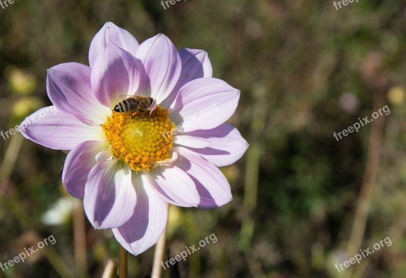 Dahlias Dahlia Geothermal Plant Composites