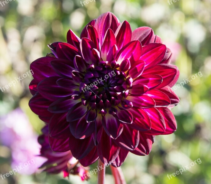 Dahlia Geothermal Plant Composites Flower Garden