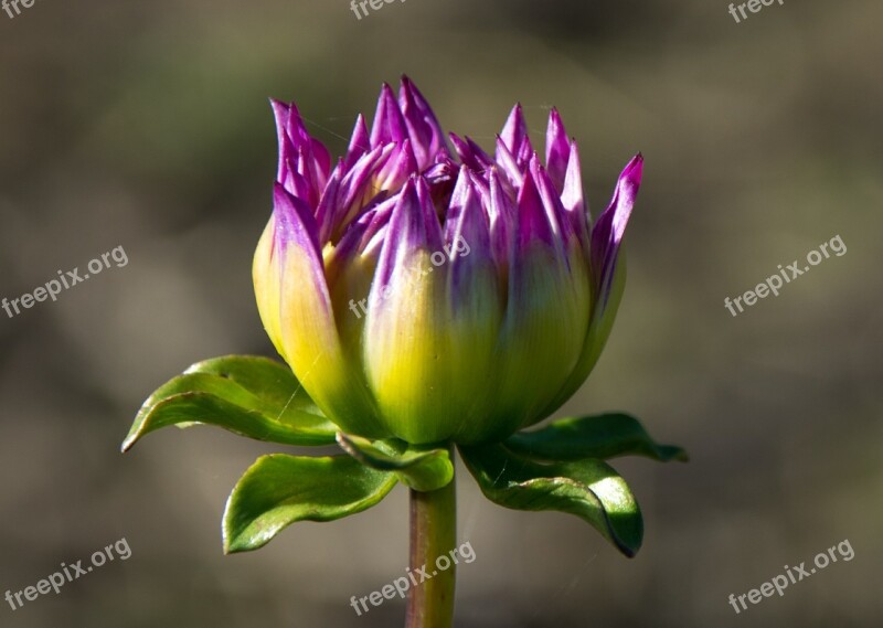 Dahlia Geothermal Plant Composites Flower Garden