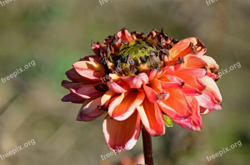 Dahlia Geothermal Plant Composites Flower Garden