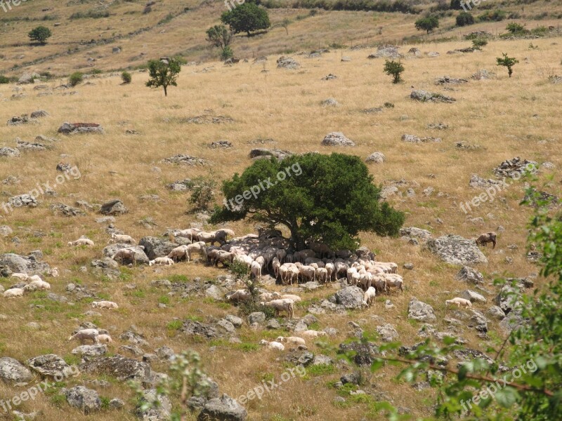 Flock Of Sheep Sardinia Sheep Flock Landscape