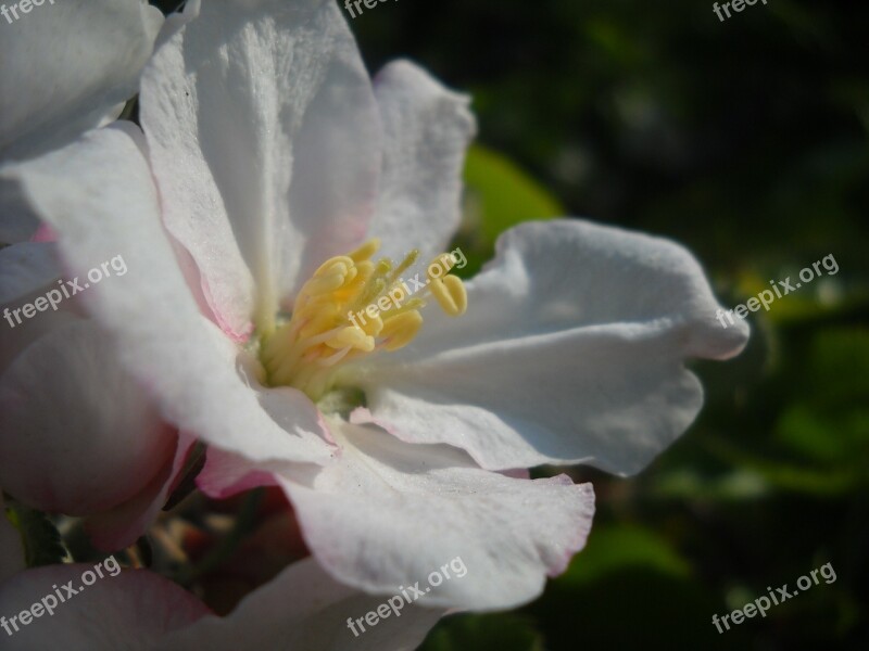 Apple Blossom Close Up Spring Apple Tree Apple Tree Blossom