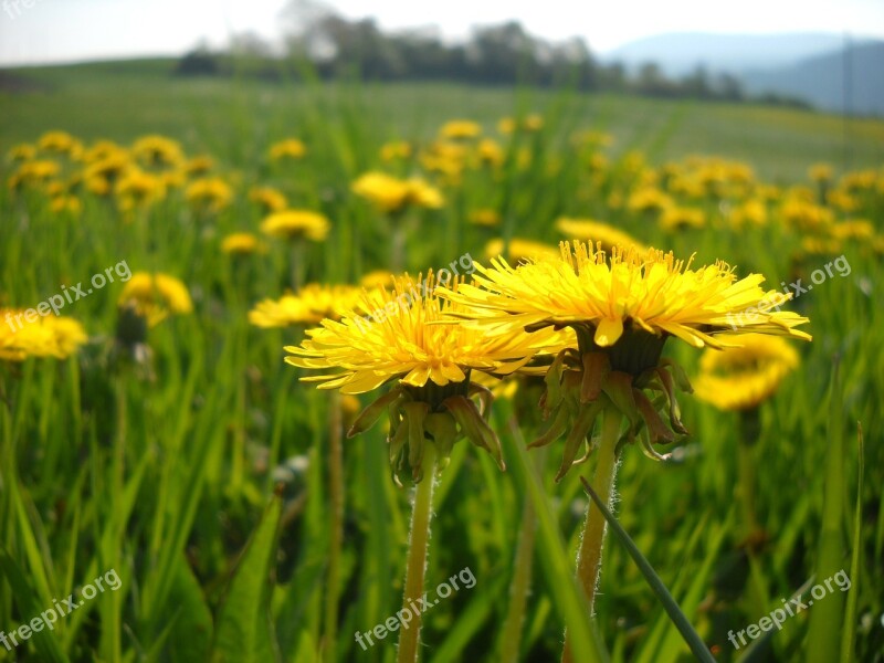 Dandelion Meadow Yellow Wildflowers Common Dandelion