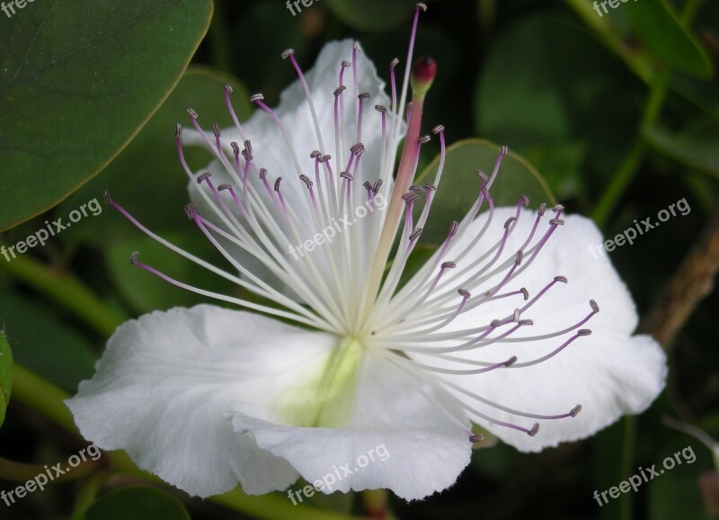 Kapernbluete Blossom Bloom Flower White