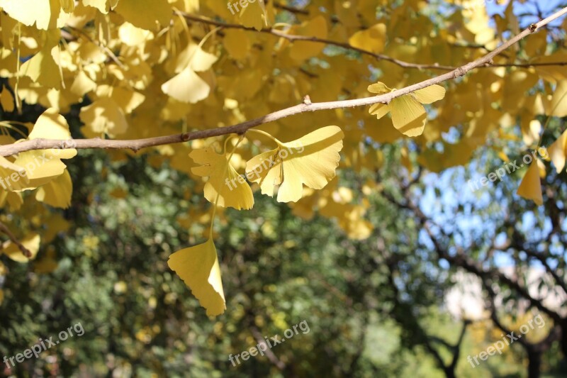 Ginkgo Ginkgo Biloba Dream Free Photos