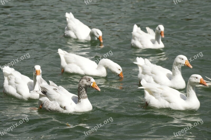 Geese Water Nature Bird Wildlife