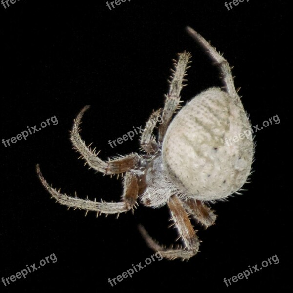 Spider Bug Insect Nature Arachnid