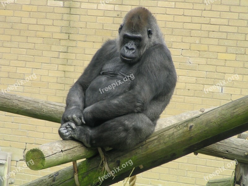 Gorilla Ape Zoo Wild Wildlife