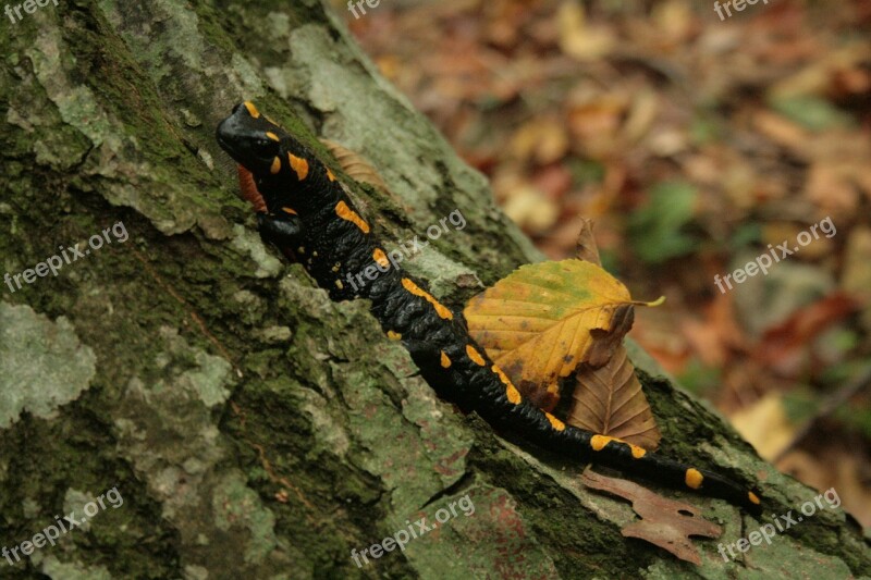 Salamander Fire Salamander Yellow Black Amphibian