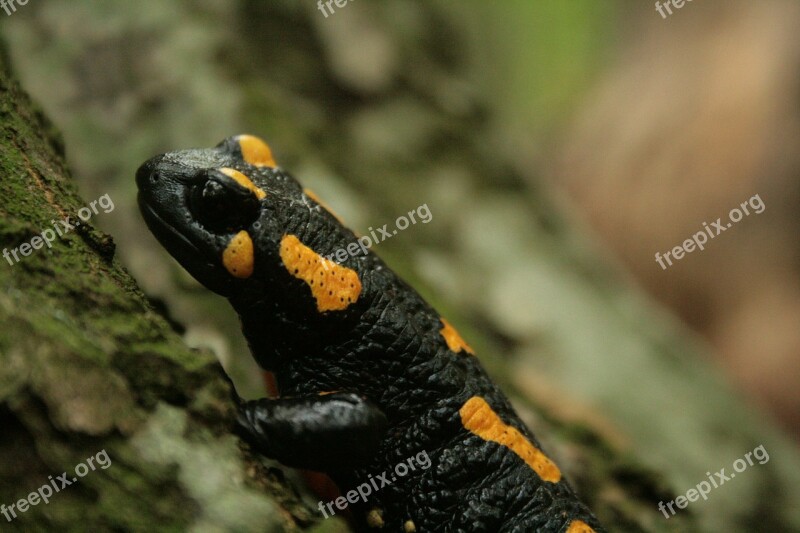 Salamander Fire Salamander Leaves Newt Amphibian