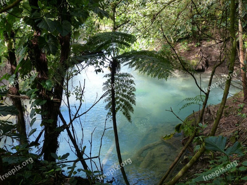 Rainforest Pond Tropics Hot Source Tropical