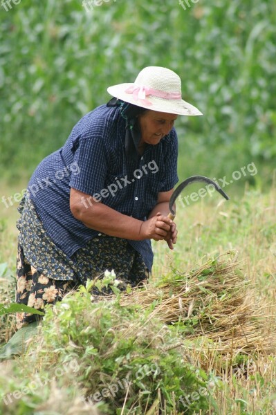 Peasant Romania Work Fields Aucille