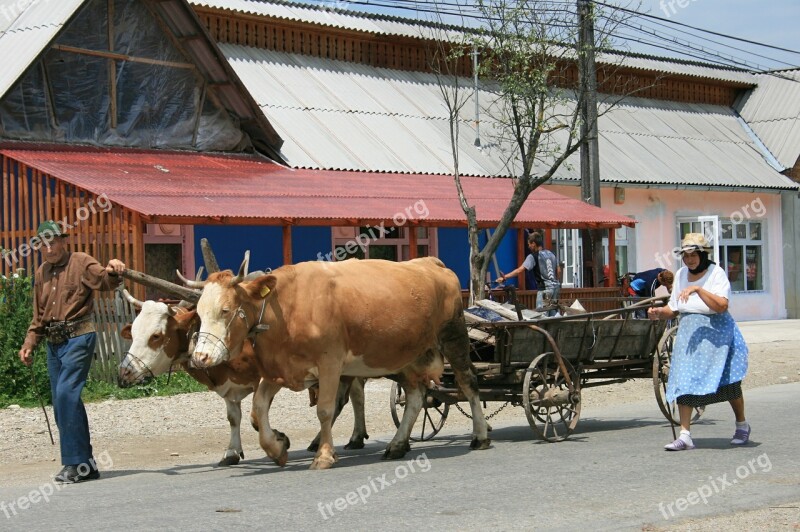 Peasantry Romania Oxen Charette Free Photos