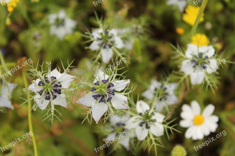 Salento Flowers Magliano Free Photos