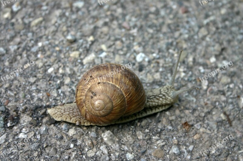 Snail Shell Mollusk Nature Animals