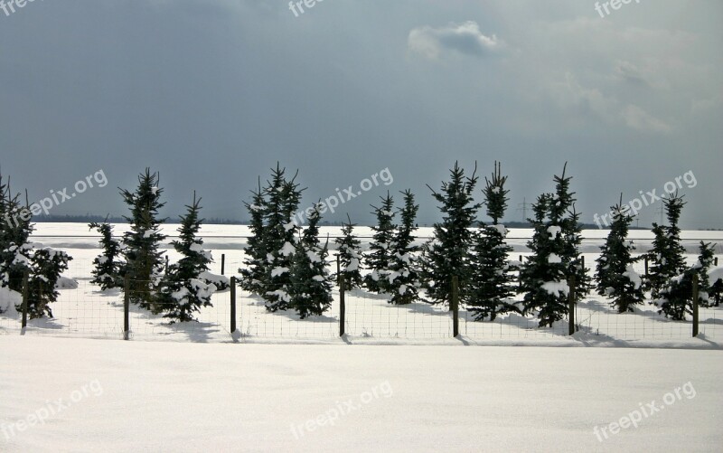 Conifers Winter Conifer Snow Cold