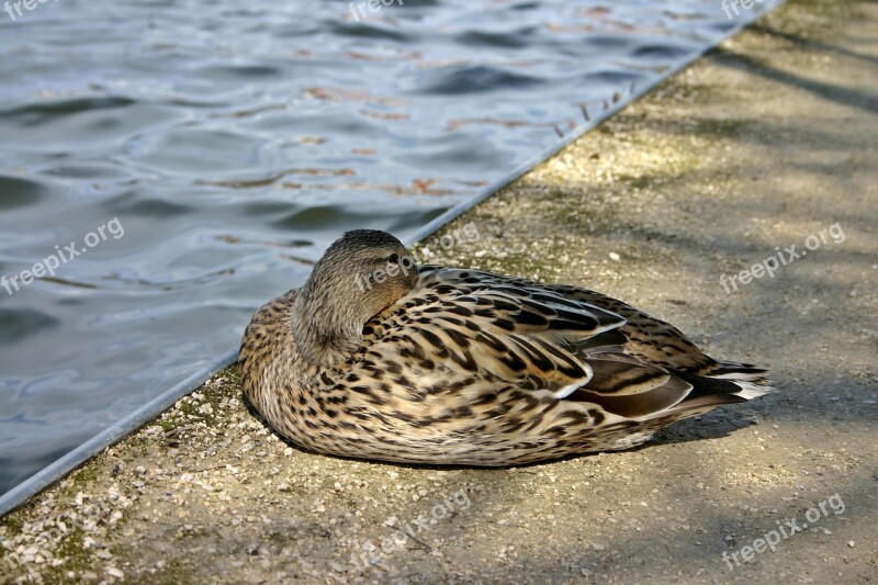 Duck Animal Mallard Bird Water