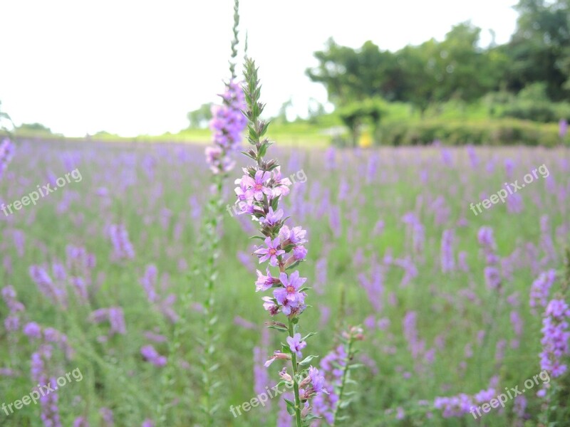 Purple Lavender Flowers Free Photos