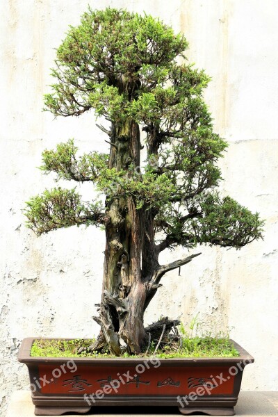 Bonsai Tree Plant Japan Relaxation